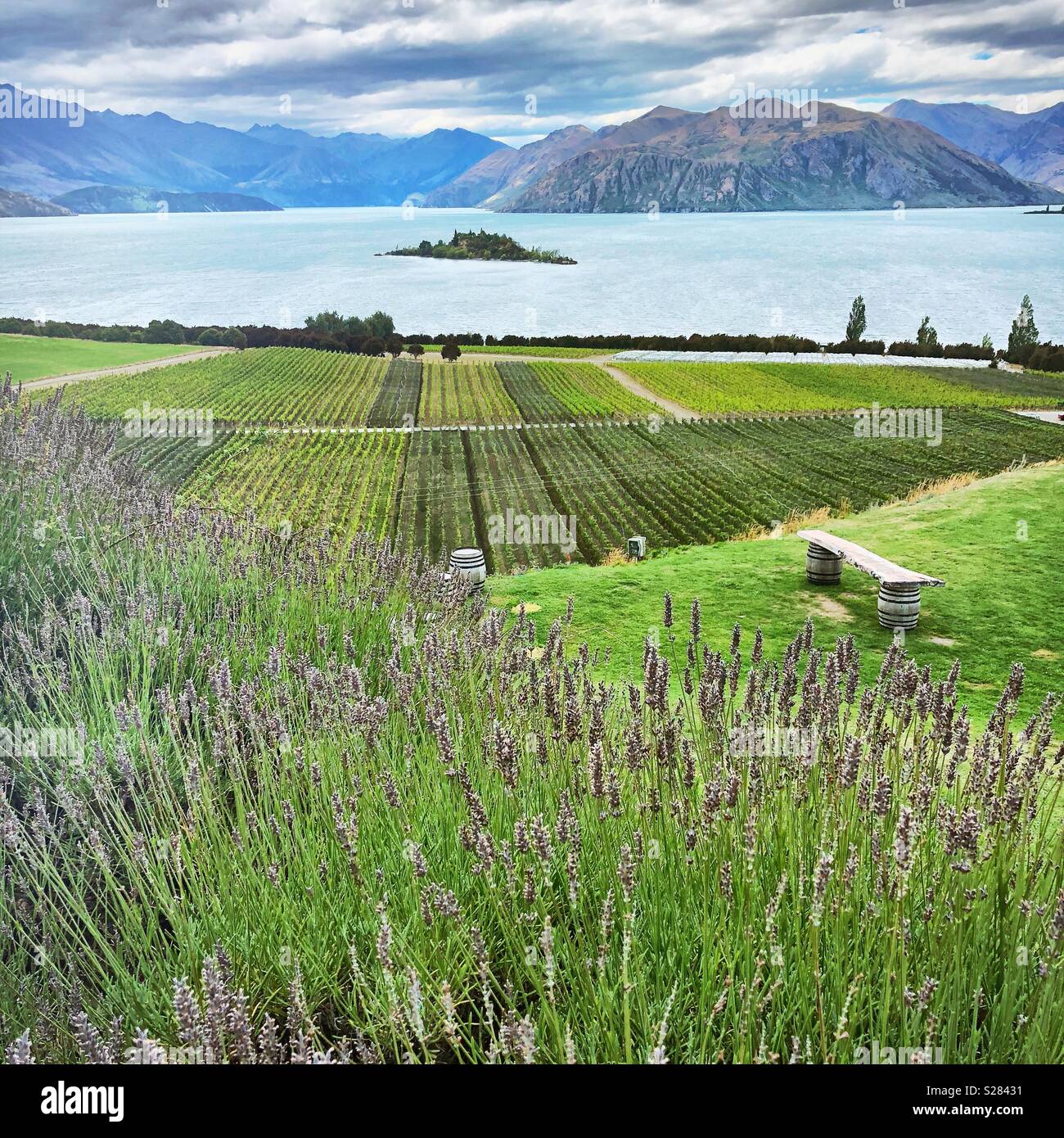 New Zealand Vineyard - Smartphone Captured Stock Image