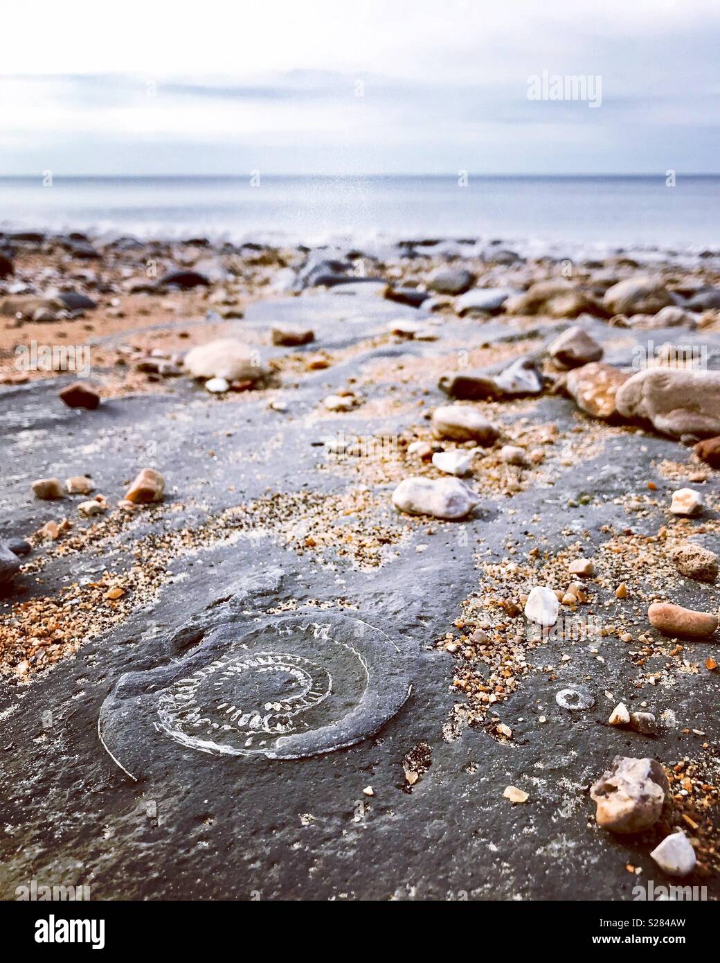 Fossil on Charmouth Beach Dorset. Stock Photo