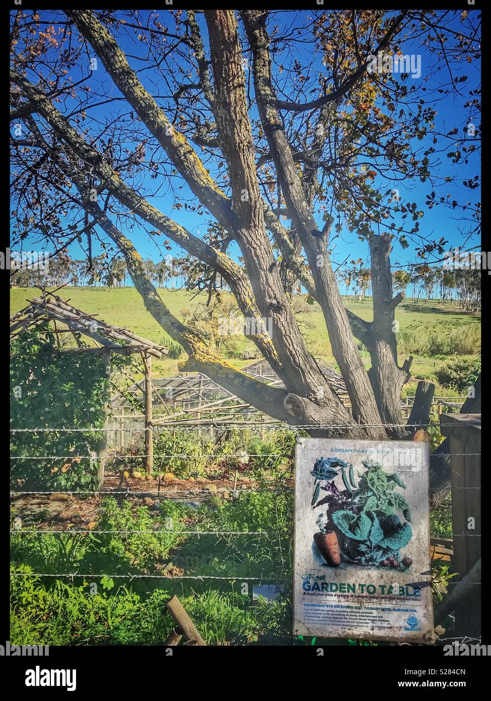 “Garden to Table” community garden, Tulbagh, Western Cape Province, South Africa. - Smartphone Captured Stock Image