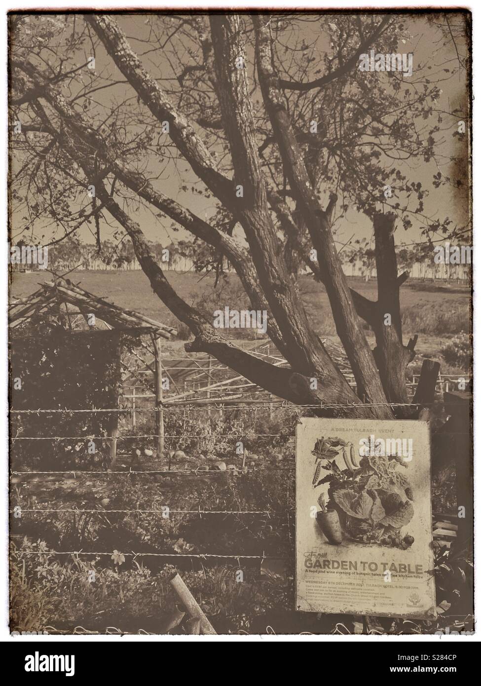 “Garden to Table” community garden, Tulbagh, Western Cape Province, South Africa. - Smartphone Captured Stock Image