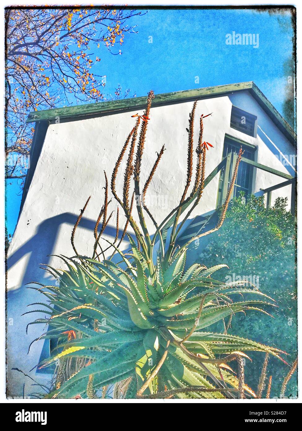 House with aloe in garden, Church Street, Tulbagh, Western Cape Province, South Africa. - Smartphone Captured Stock Image