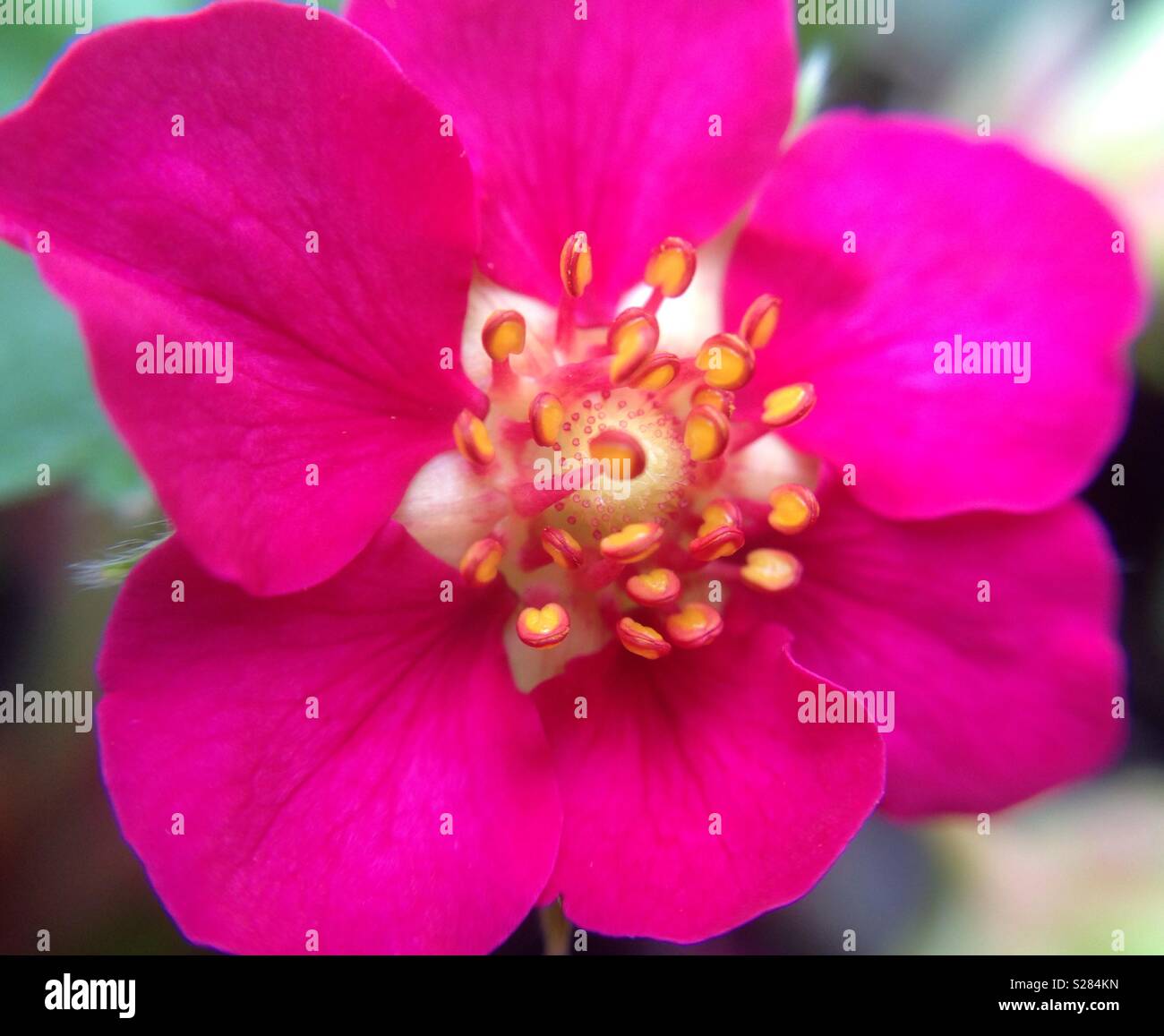 Pink strawberry flower hi-res stock photography and images - Alamy