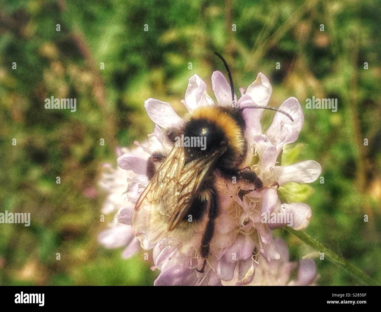 Busy with insects hires stock photography and images Alamy