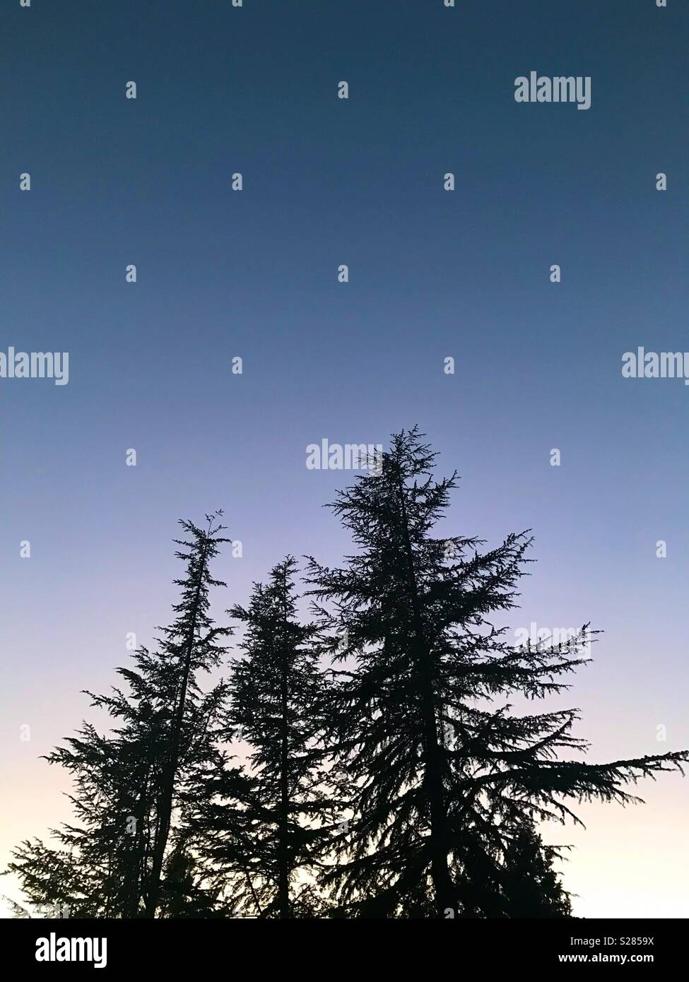 Evergreen trees in a twilight sky - Smartphone Captured Stock Image