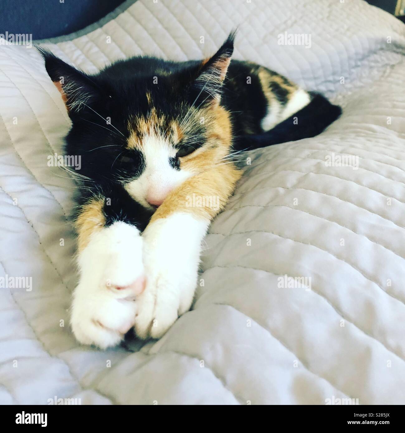 Sleeping tortie - Smartphone Captured Stock Image