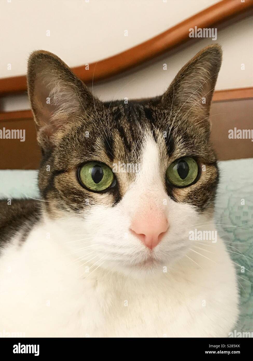 Tabby and white cat Stock Photo Alamy