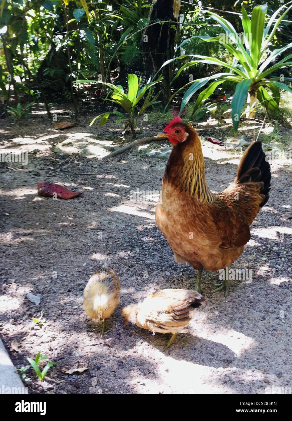 Chicken - Smartphone Captured Stock Image