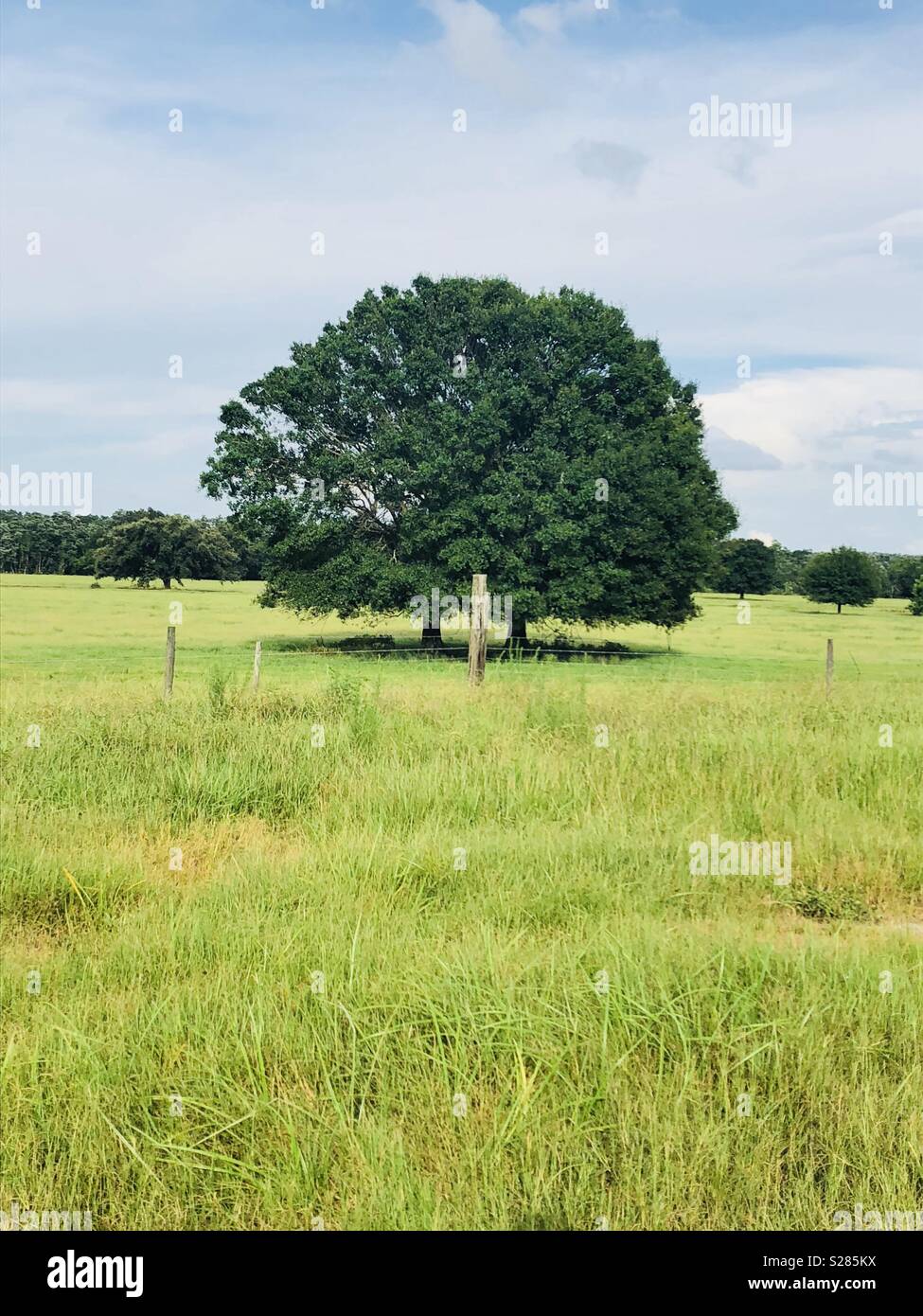 Large shade tree in the middle of a field Stock Photo