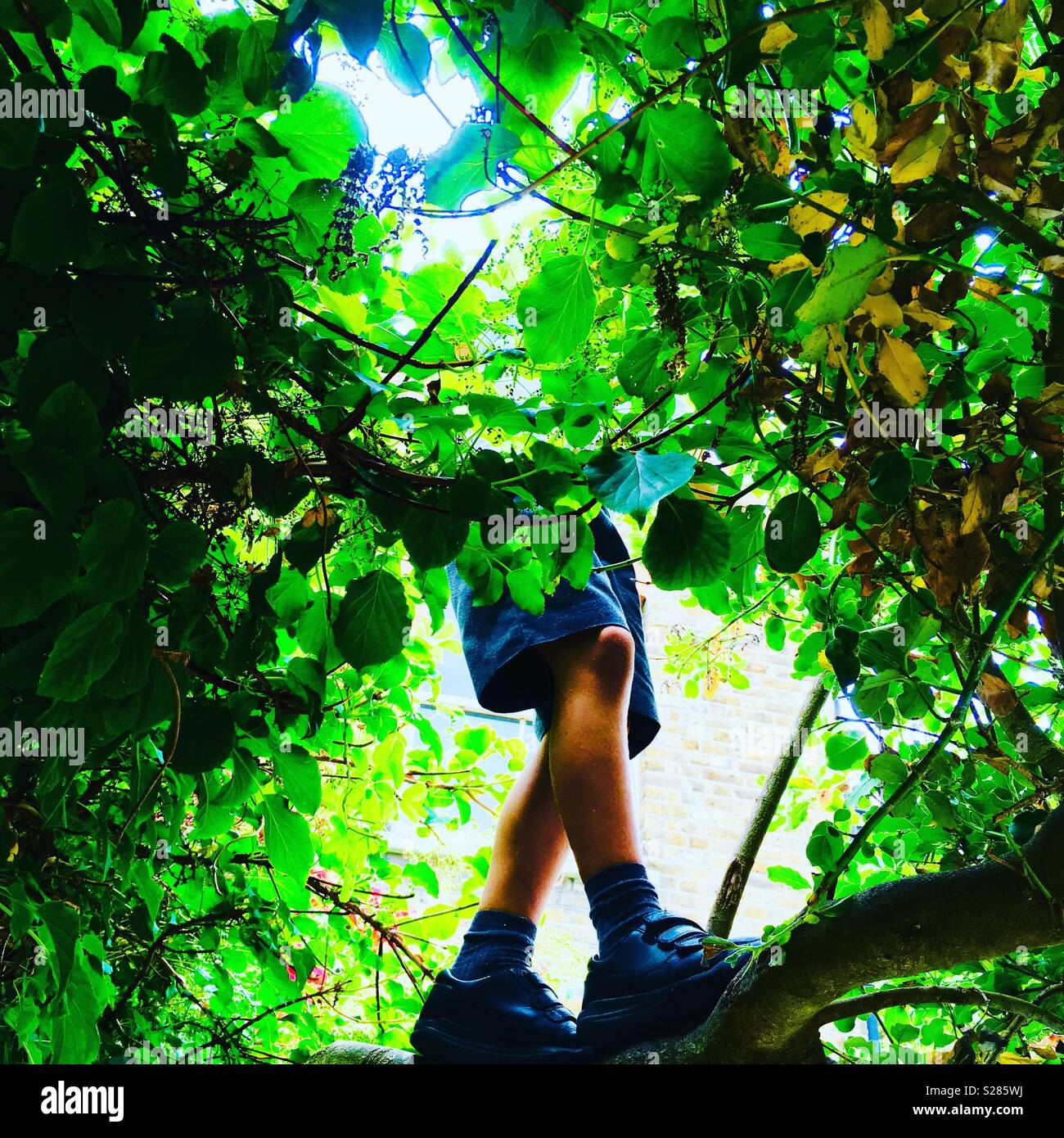 Boy in tree Stock Photo