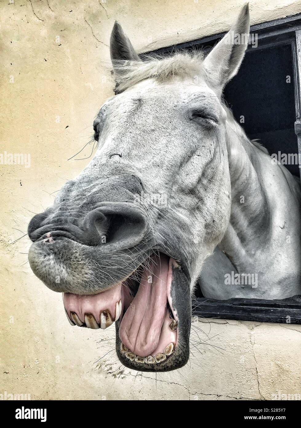 Laughing horse in stable Stock Photo
