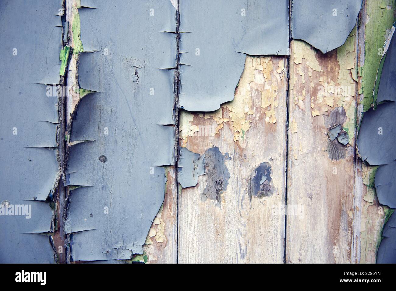 A textured background of peeling and blistering blue paint on rotten planks of wood - Smartphone Captured Stock Image