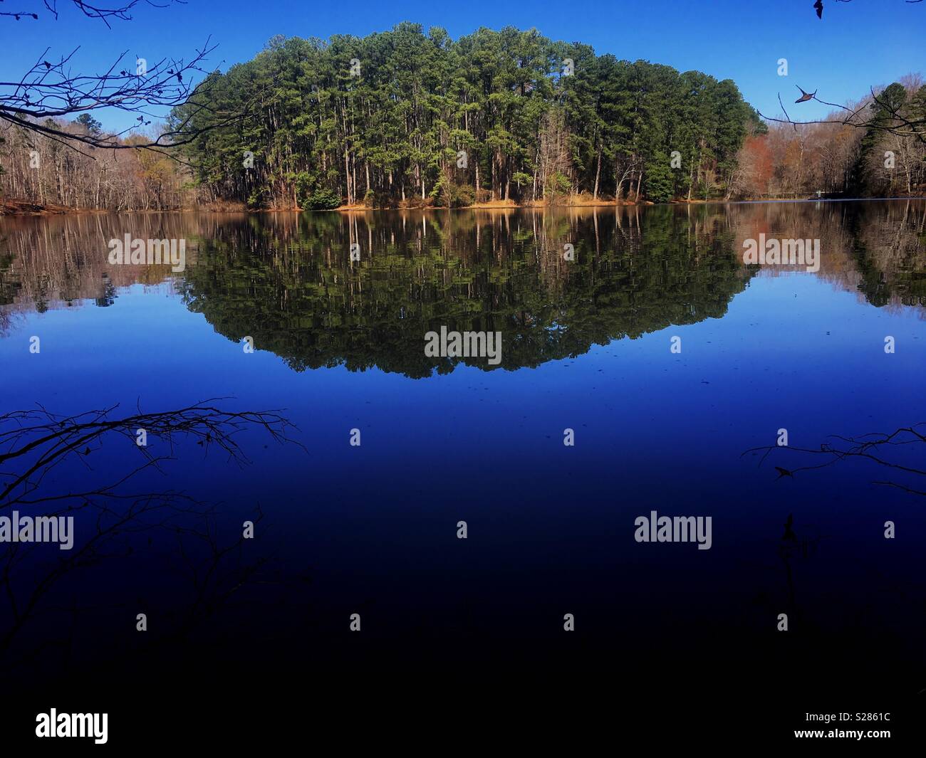 A patch of Loblolly Pines in the forest with beautiful reflections on