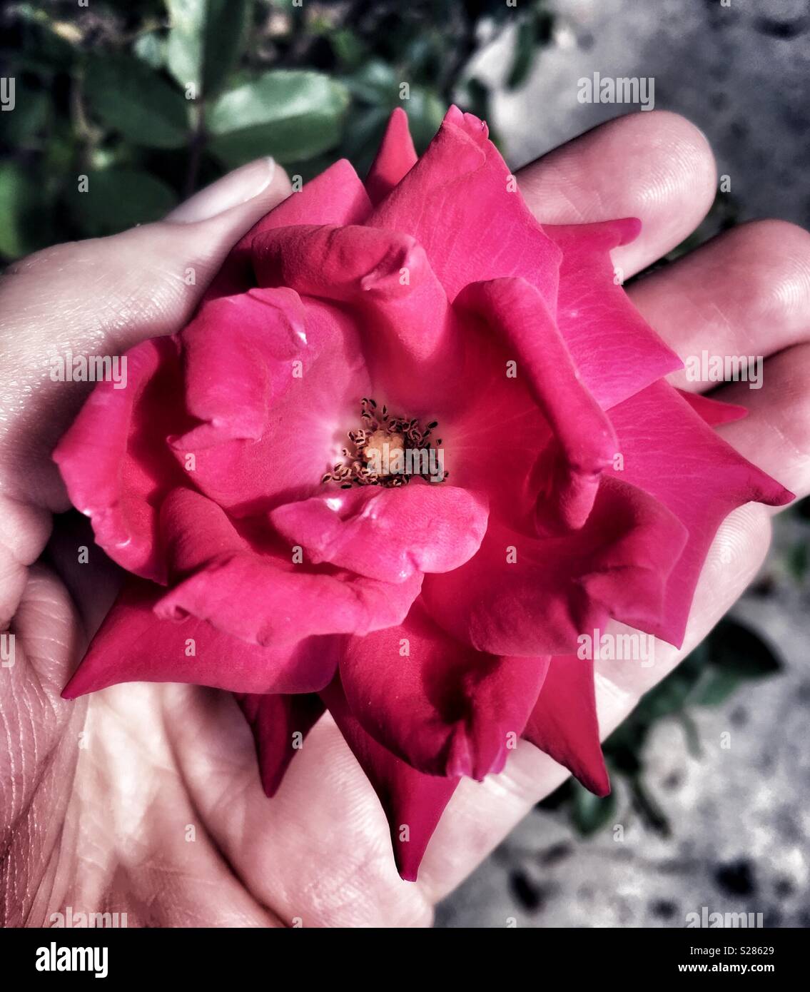 Woman holding red knockout rose in hand - Smartphone Captured Stock Image