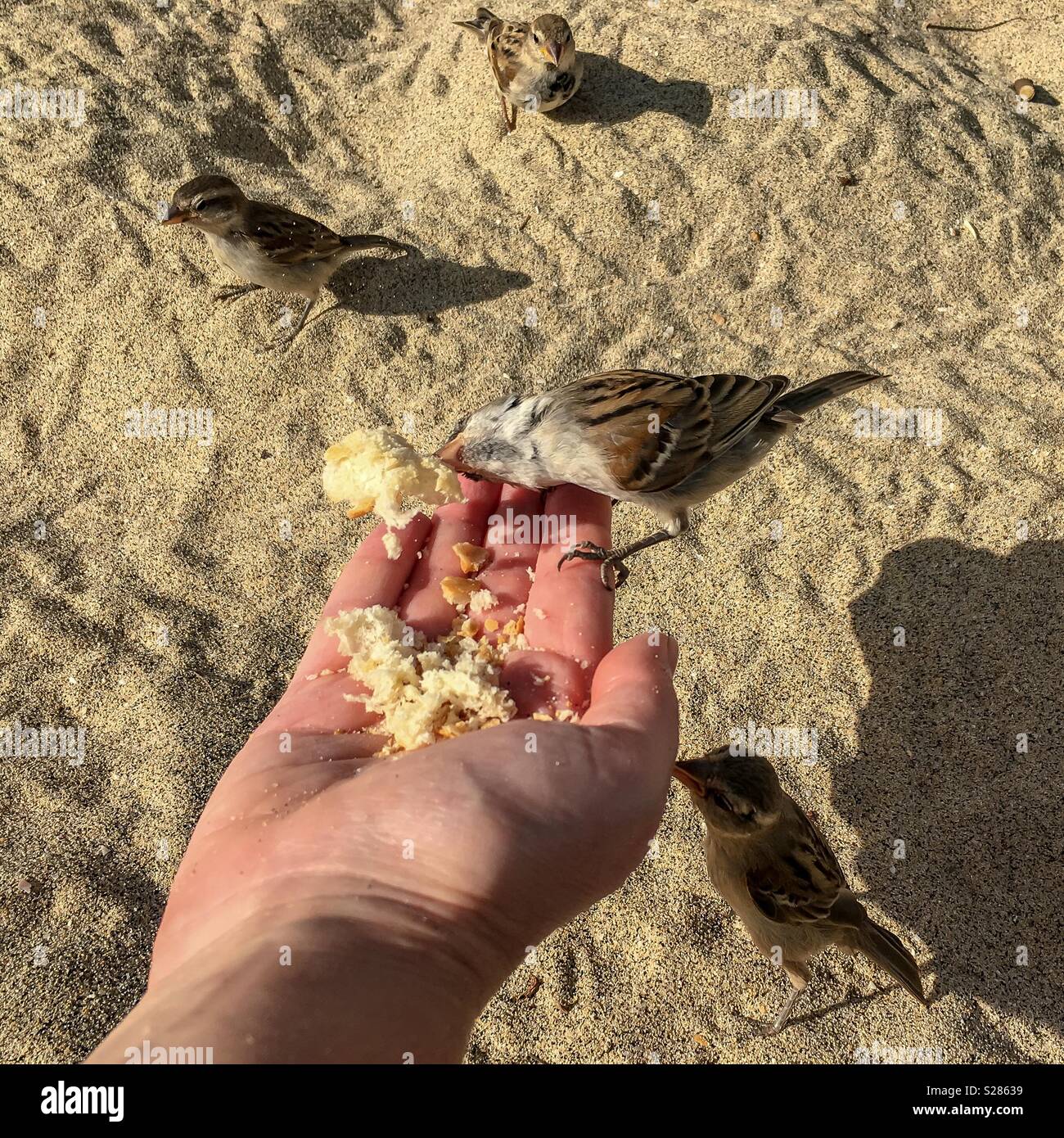 Feeding ducks bread crumbs hires stock photography and images Alamy