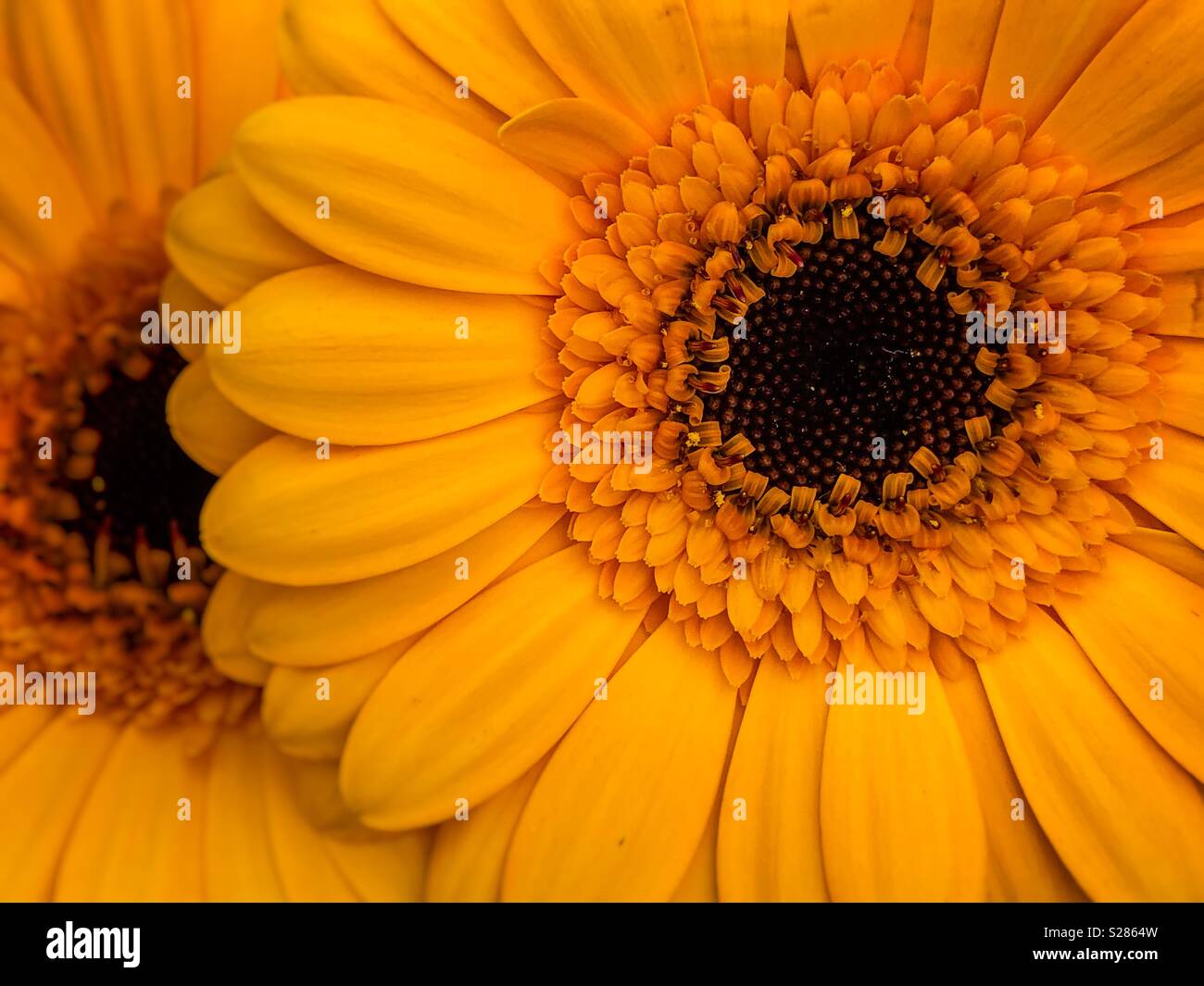 Large yellow flowers - Smartphone Captured Stock Image