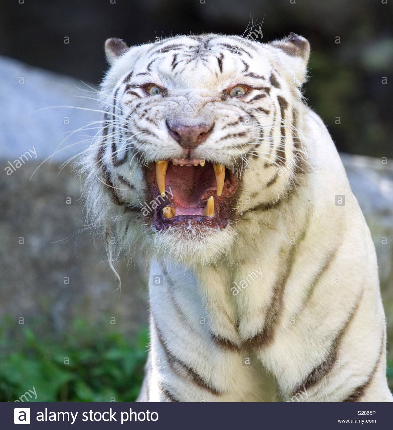 Angry Tiger Stock Photos Angry Tiger Stock Images Alamy