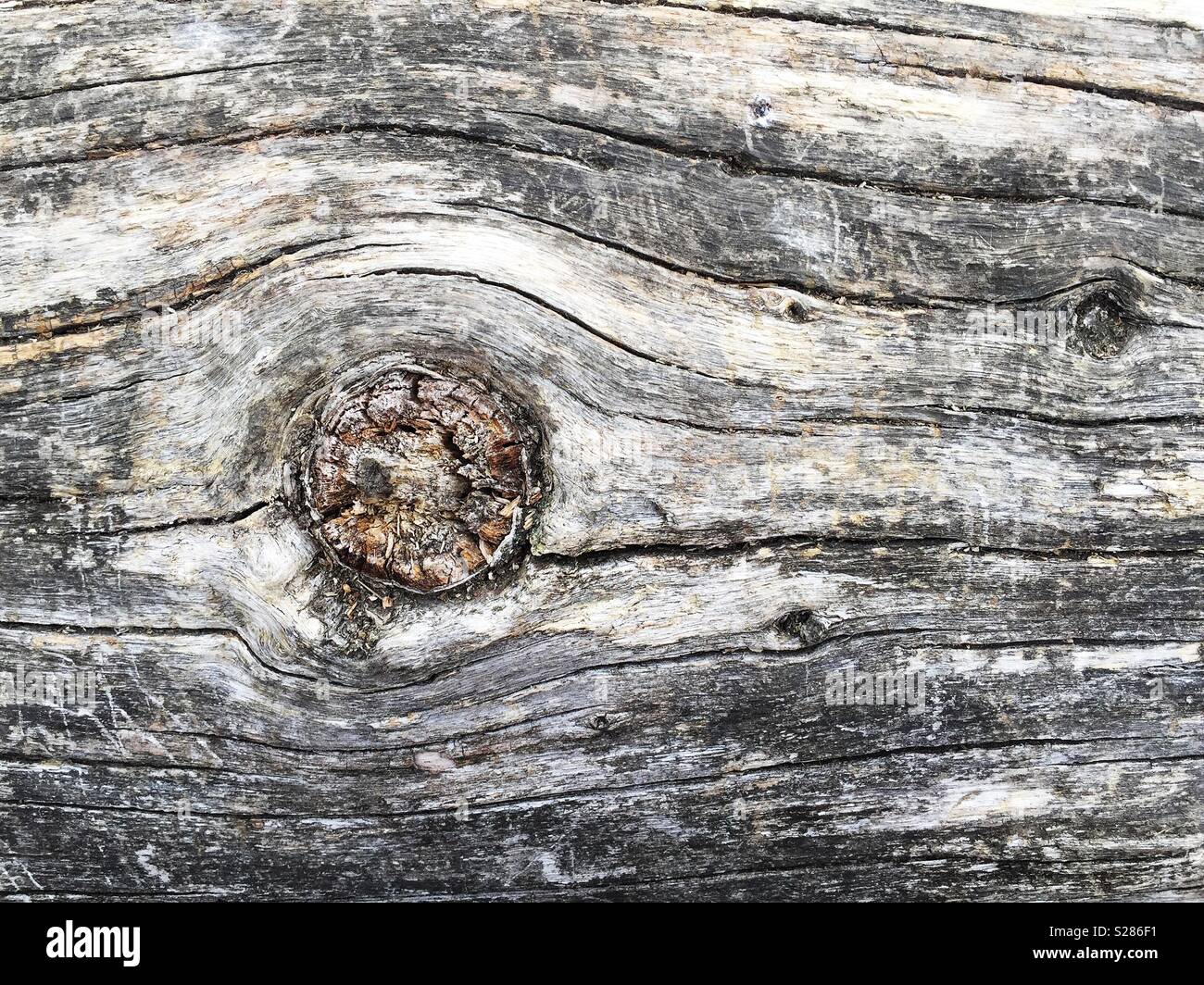 A textured background of a rough and weathered tree trunk with knotted wood and copy space - Smartphone Captured Stock Image