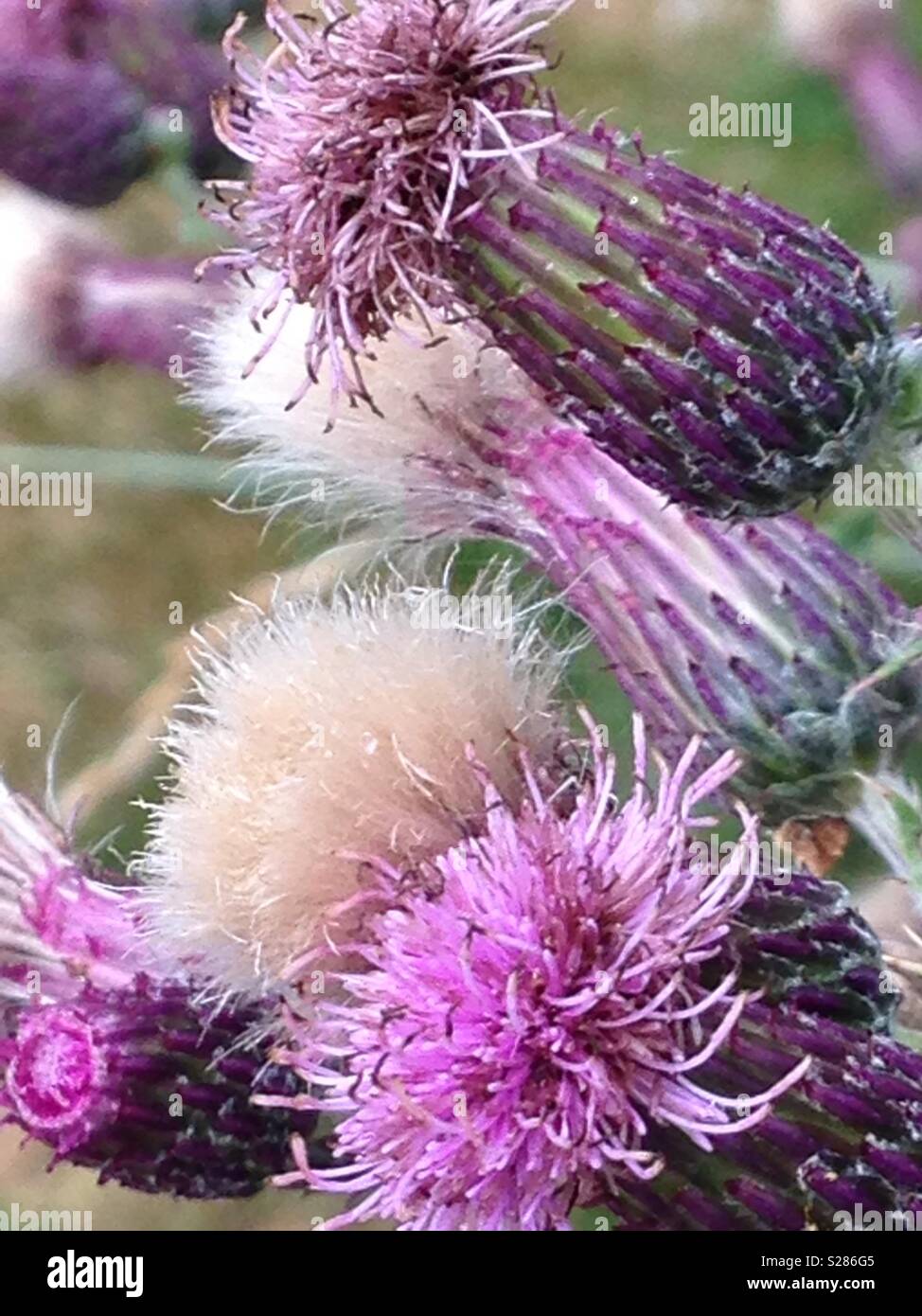 Colorful weeds hi-res stock photography and images - Alamy