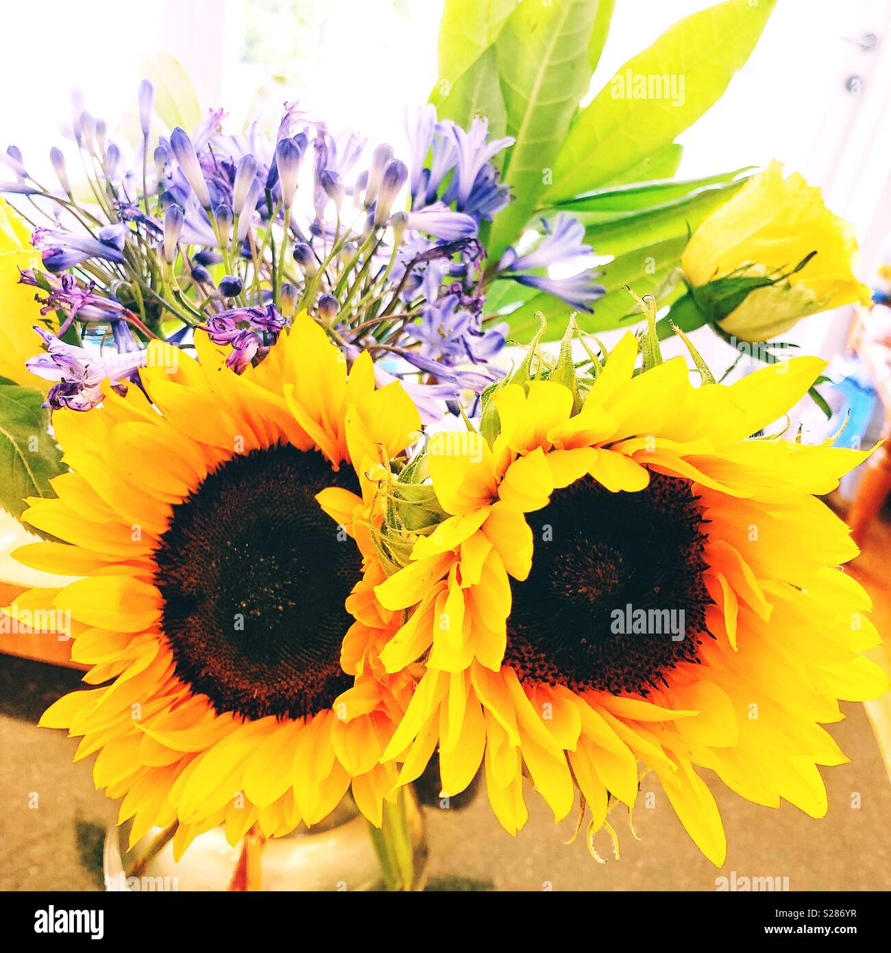Pair of sunflowers in a vase Stock Photo Alamy