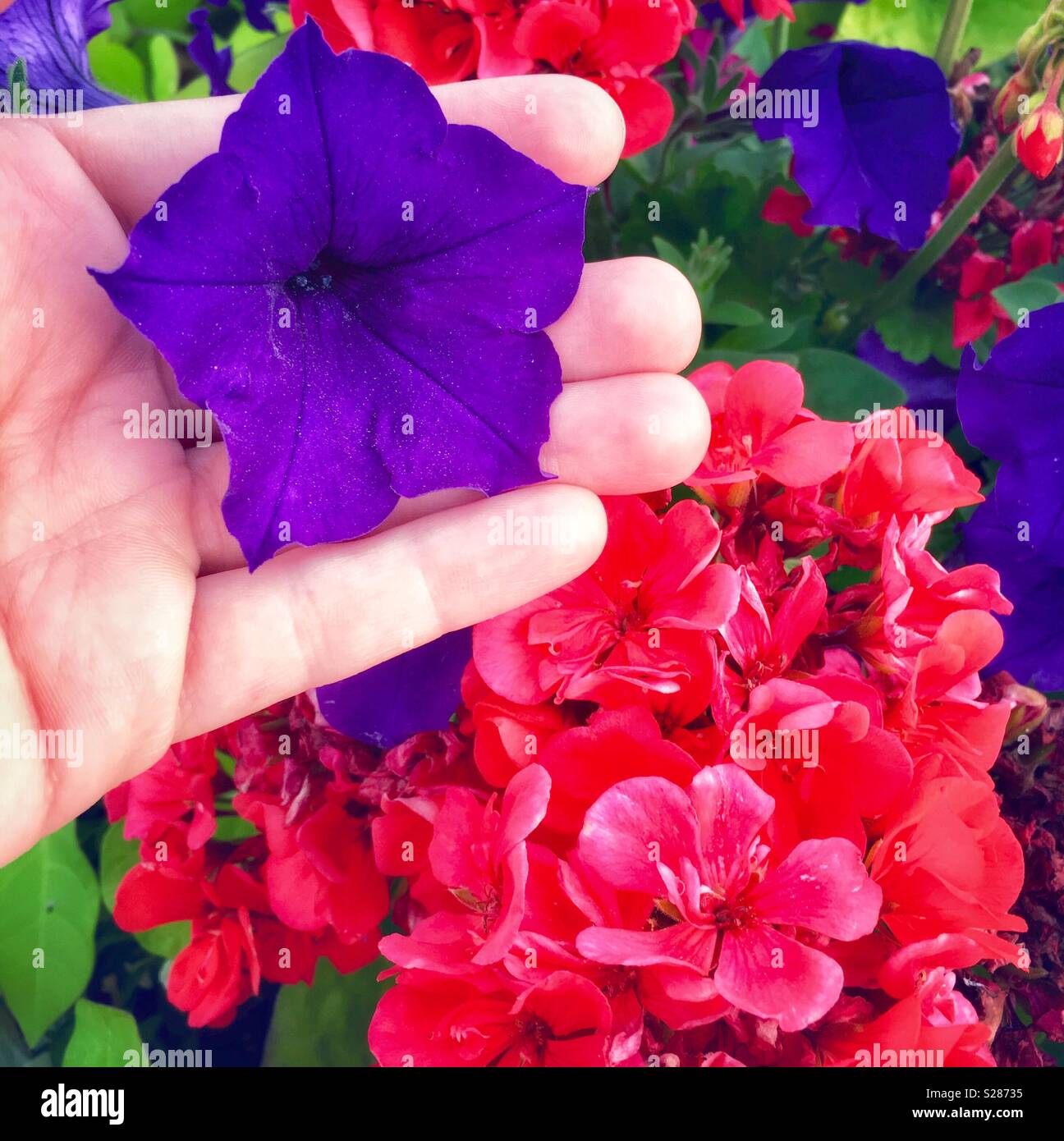 Woman holding purple velvet petunia blossom against red flowers - Smartphone Captured Stock Image