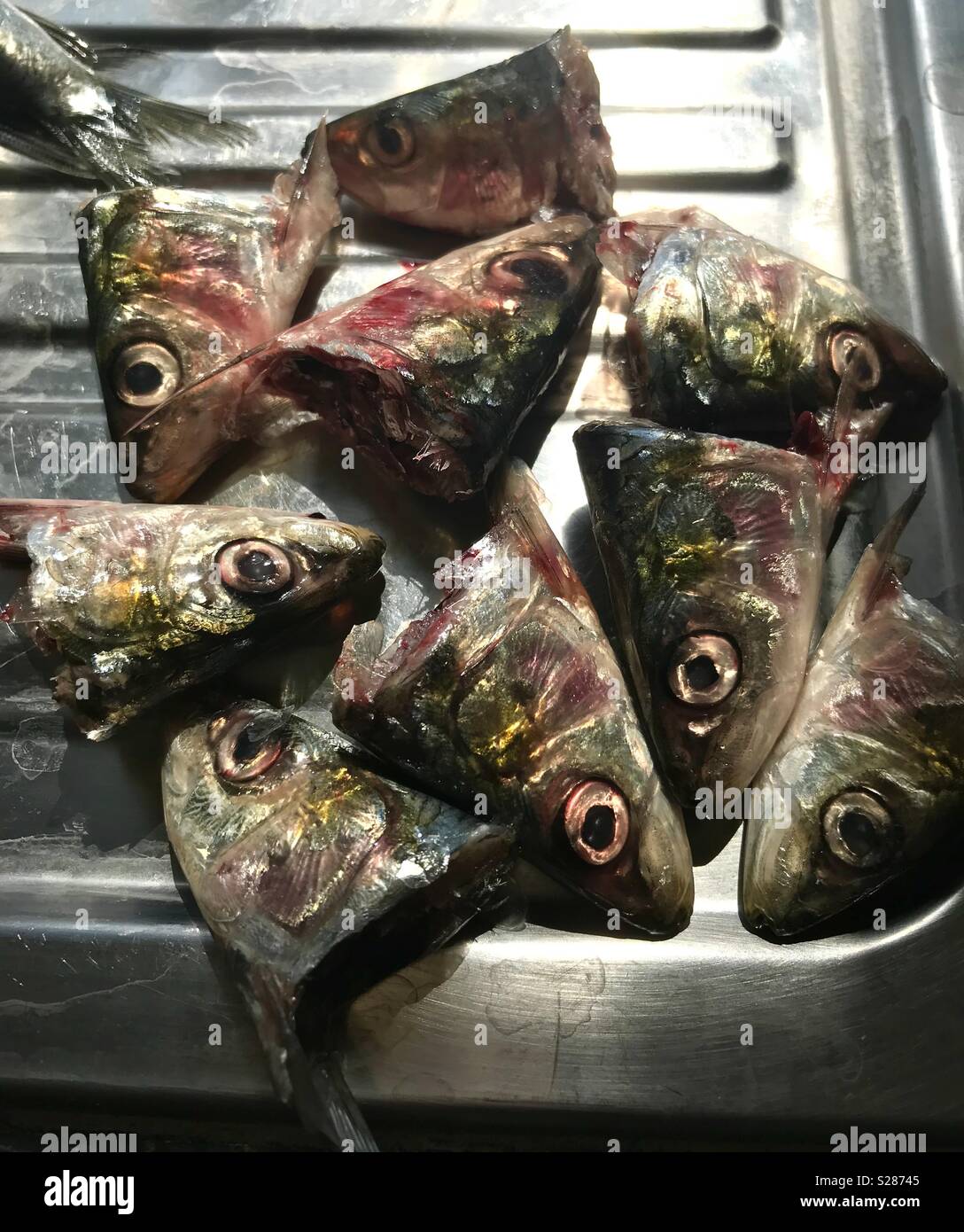 Fish eyes hires stock photography and images Alamy