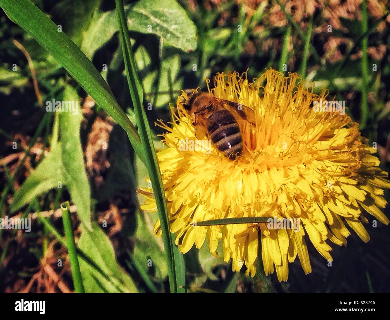 Bee in flower - Smartphone Captured Stock Image