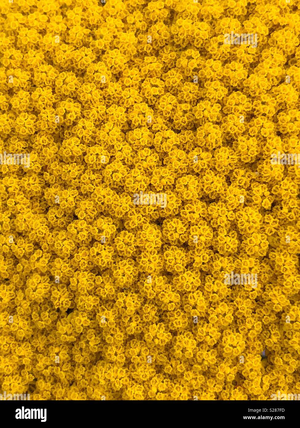 Close up of Achillea moonshine, yellow summer flower - Smartphone Captured Stock Image