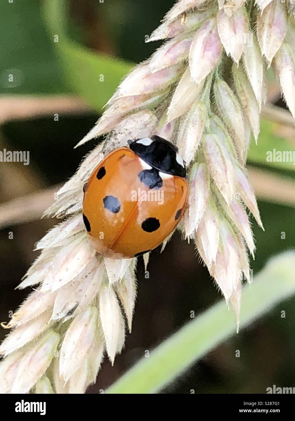 LadyBird - Smartphone Captured Stock Image