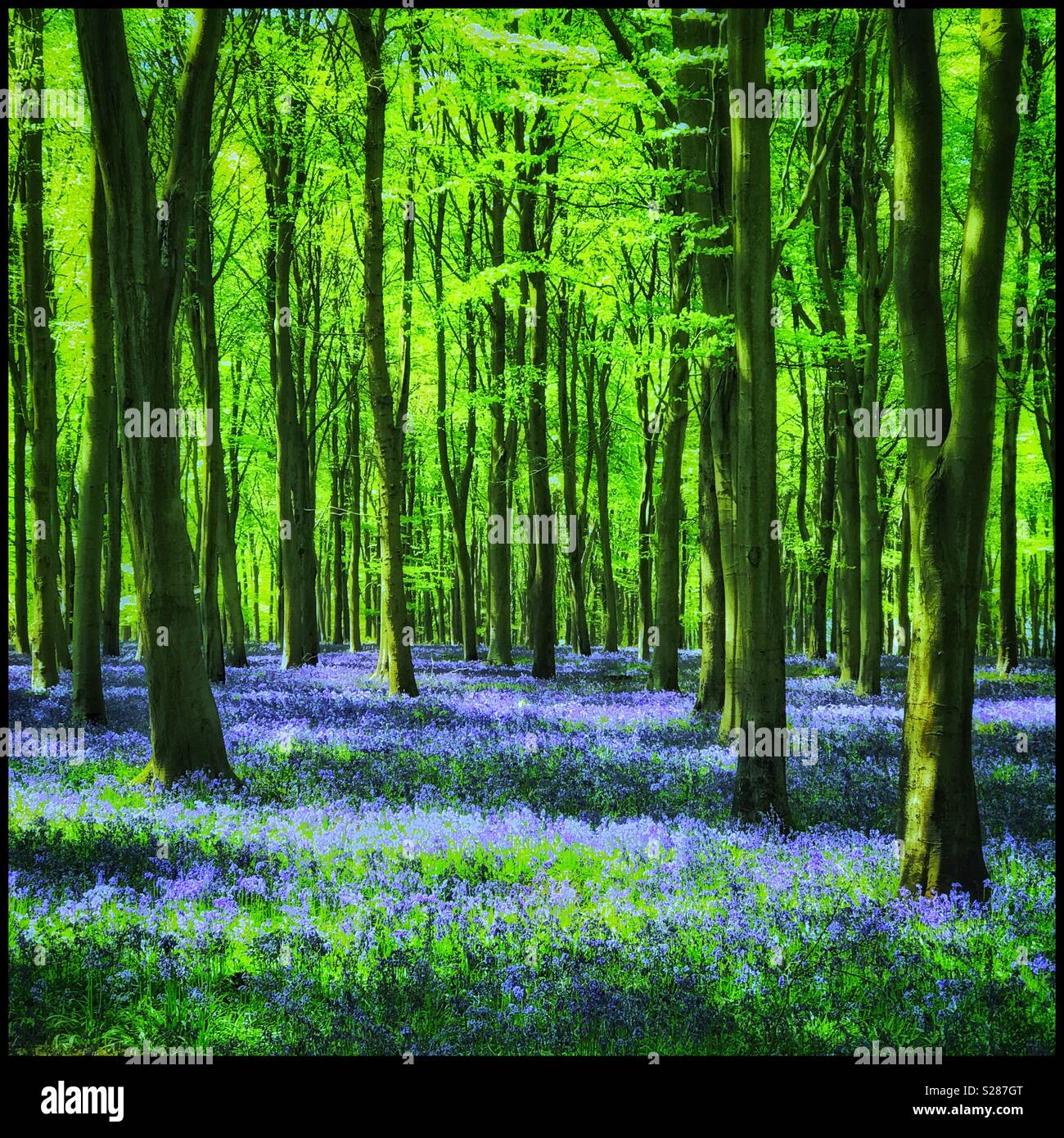 A fantastic Spring woodland scene in England - the Bluebells are in full bloom creating a carpet of purple. The bluebell flower (Hyacinthoides non-Scripta) has been voted the UK’s favourite flower. Stock Photo