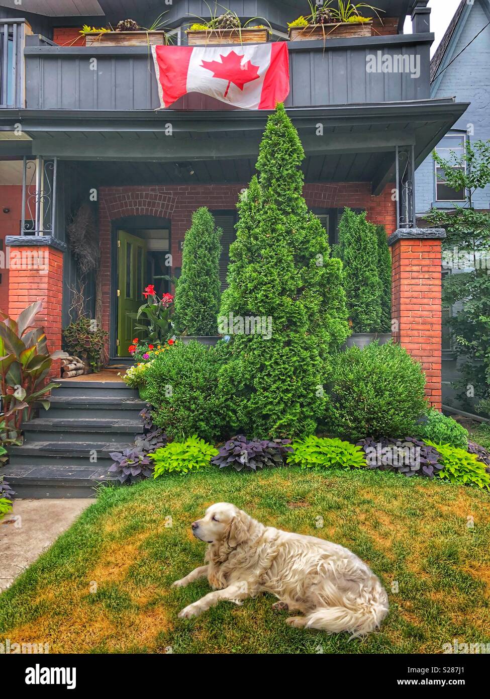 A dog rests on his front lawn. - Smartphone Captured Stock Image