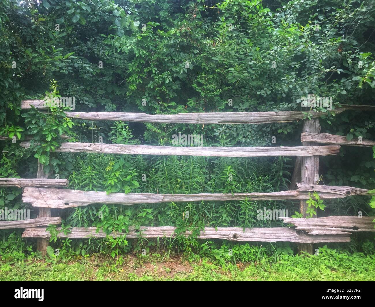 Old wood fence and lush green plants in summer - Smartphone Captured Stock Image