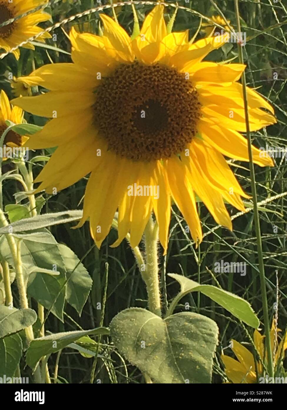 Sunflower in a sunflower field hires stock photography and images Alamy