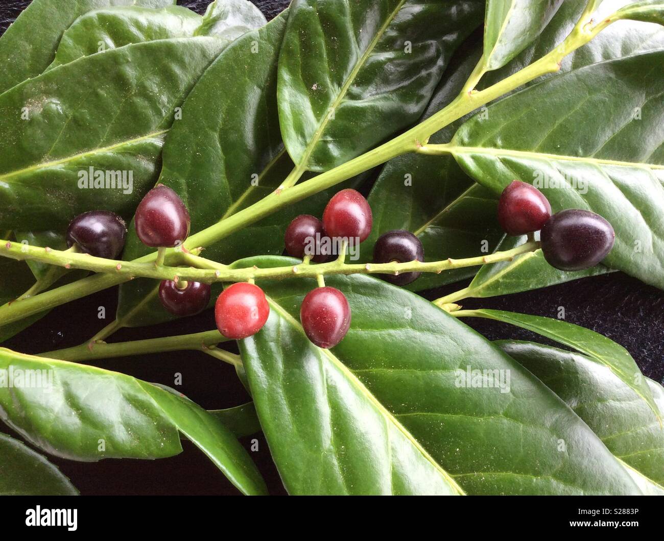 Toxic fruits and leaves of a cherry laurel plant (Prunus laurocerasus Stock Photo Alamy