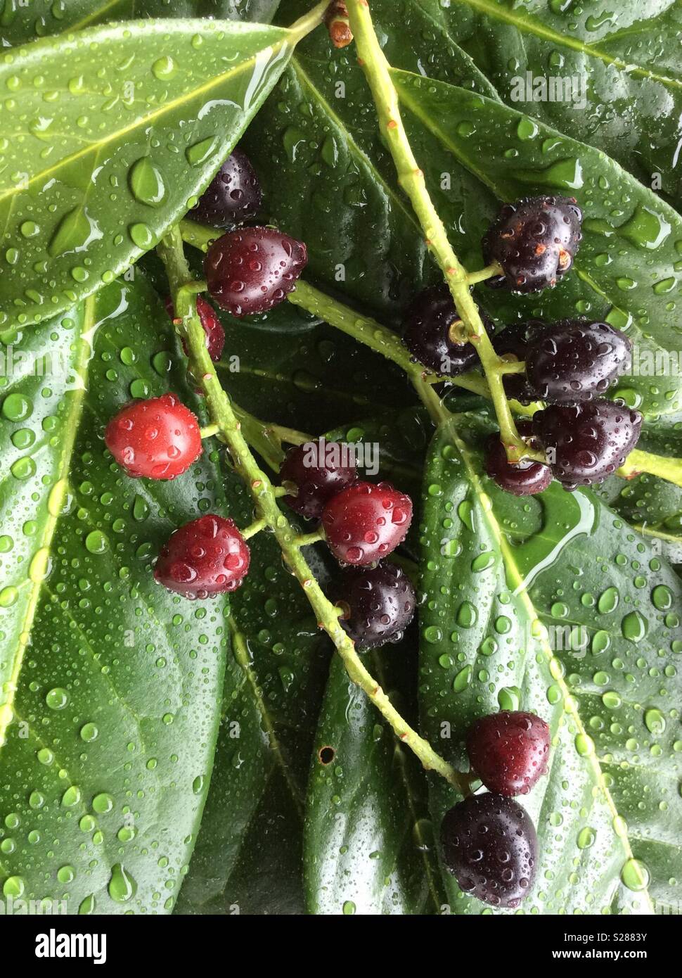 Cherry laurel hires stock photography and images Alamy