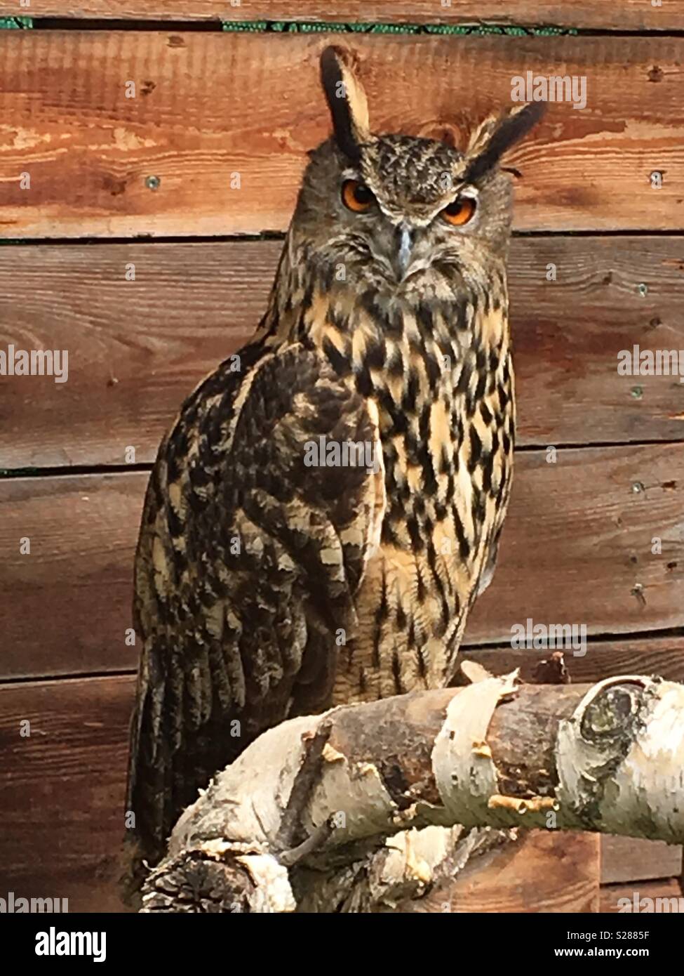 Eagle owl wide awake Stock Photo - Alamy