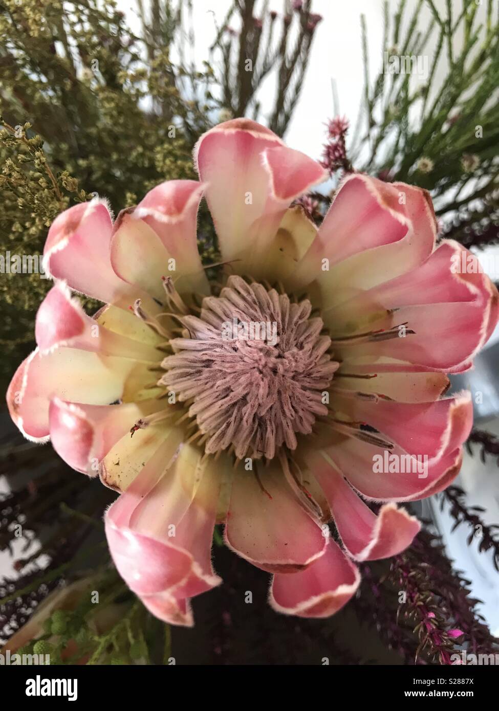 Beautiful pink cut flower Stock Photo