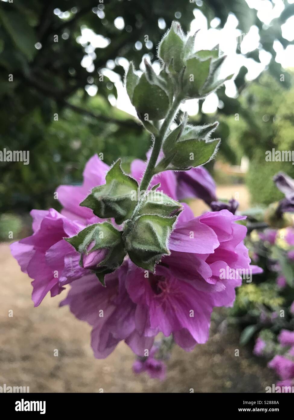Flowering pink blooms of a lavatera tree Stock Photo
