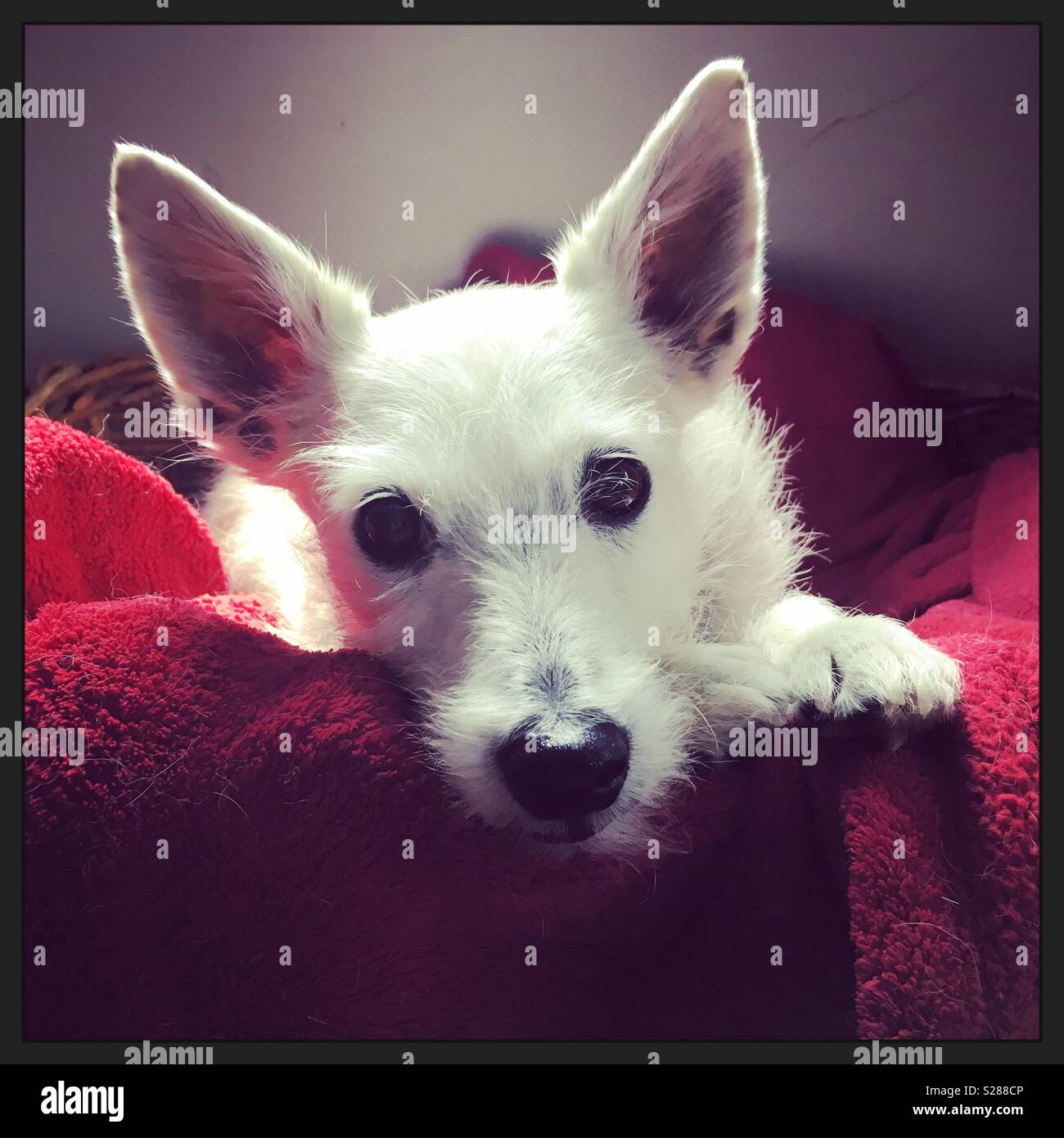White Jack Russell Terrier Face Stock Photo