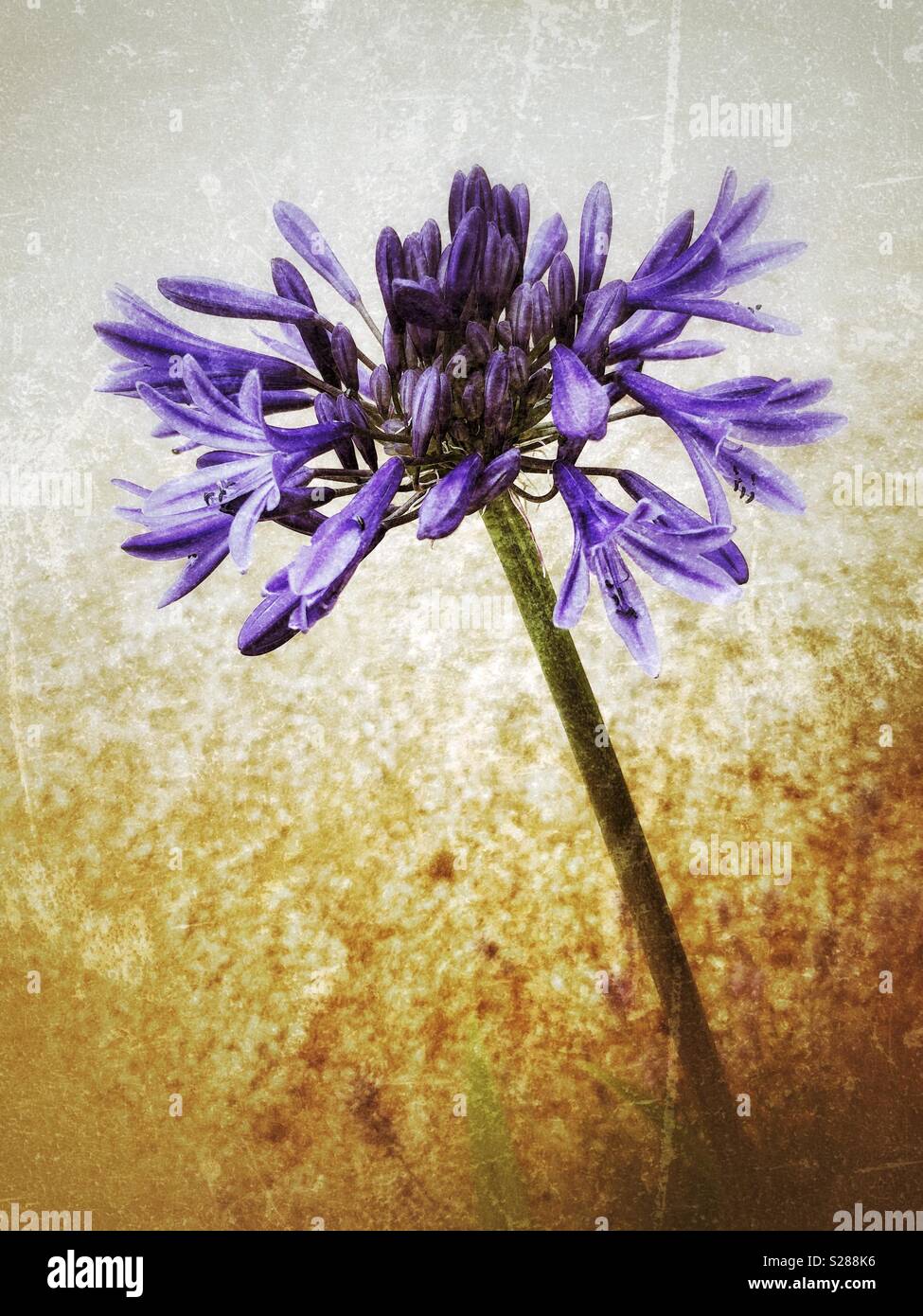 Single stem of blue Agapanthus, or African lily against a sandy grunge background Stock Photo