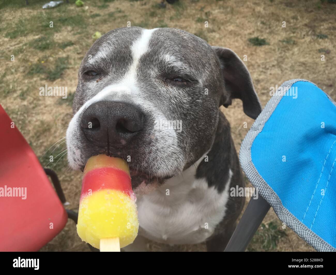 Ice lolly lover Stock Photo