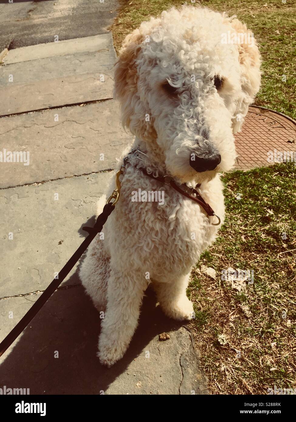 Standard poodle on a leash hires stock photography and images Alamy