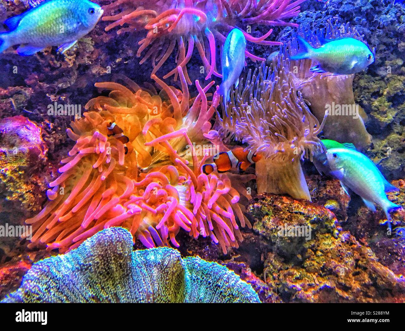 Under the sea, clown fish environment. Stock Photo