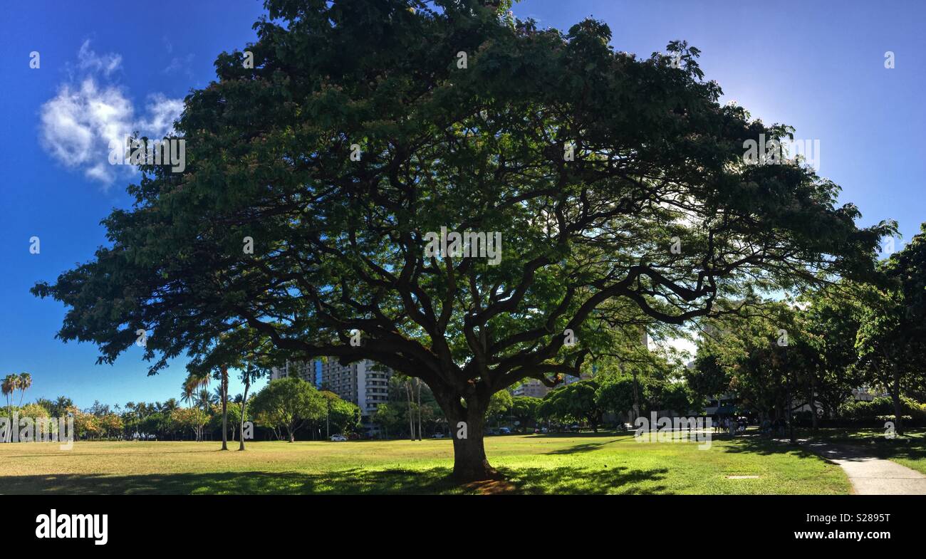 Large tropical tree in park with sun behind. - Smartphone Captured Stock Image
