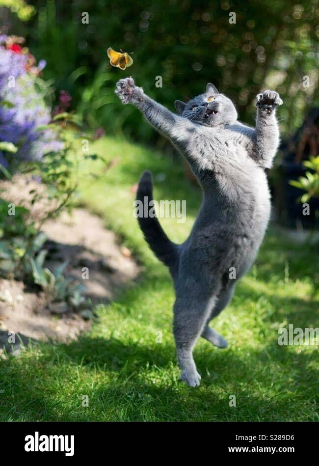 Lovely cat - Smartphone Captured Stock Image