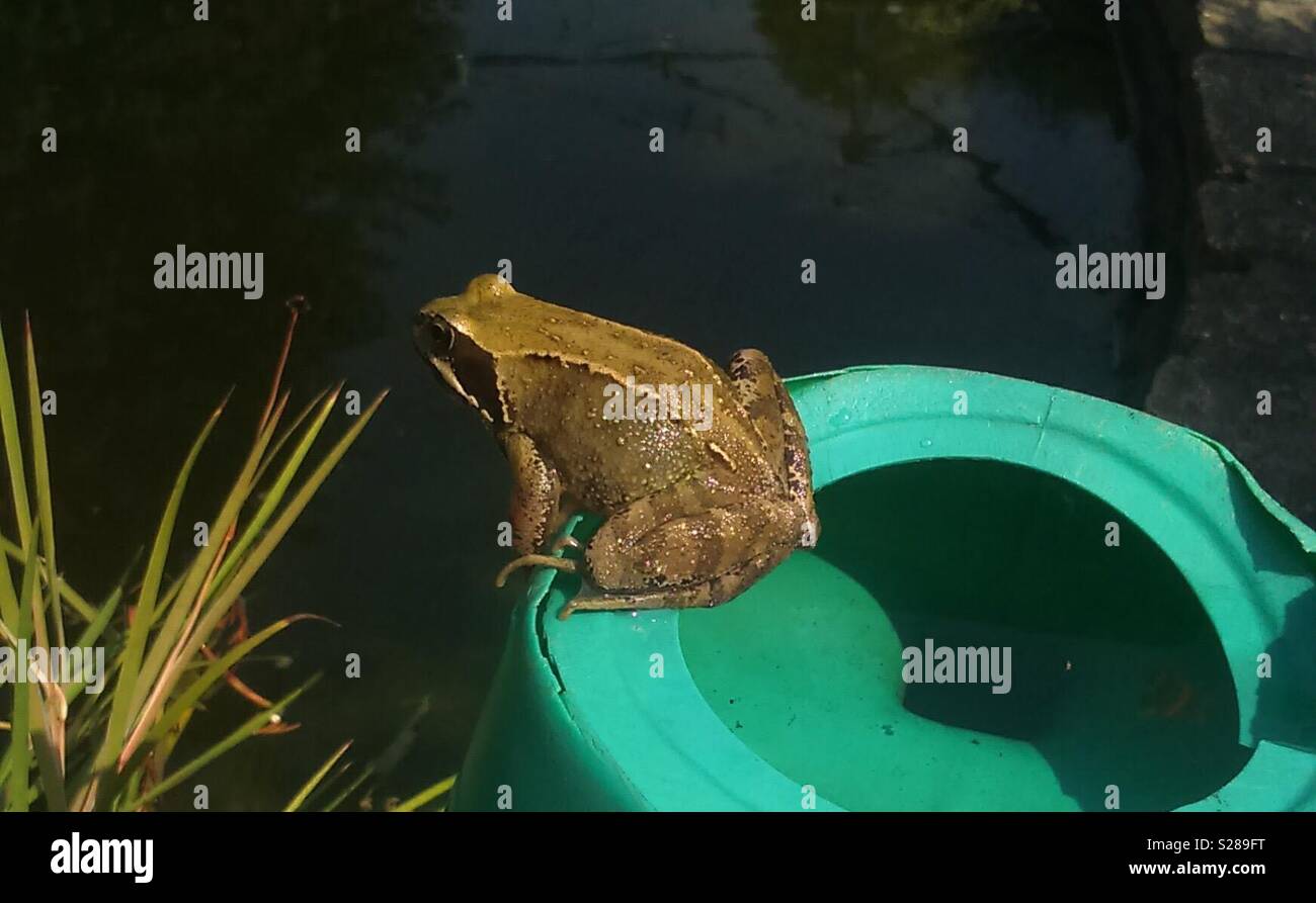 Frog waiting - Smartphone Captured Stock Image