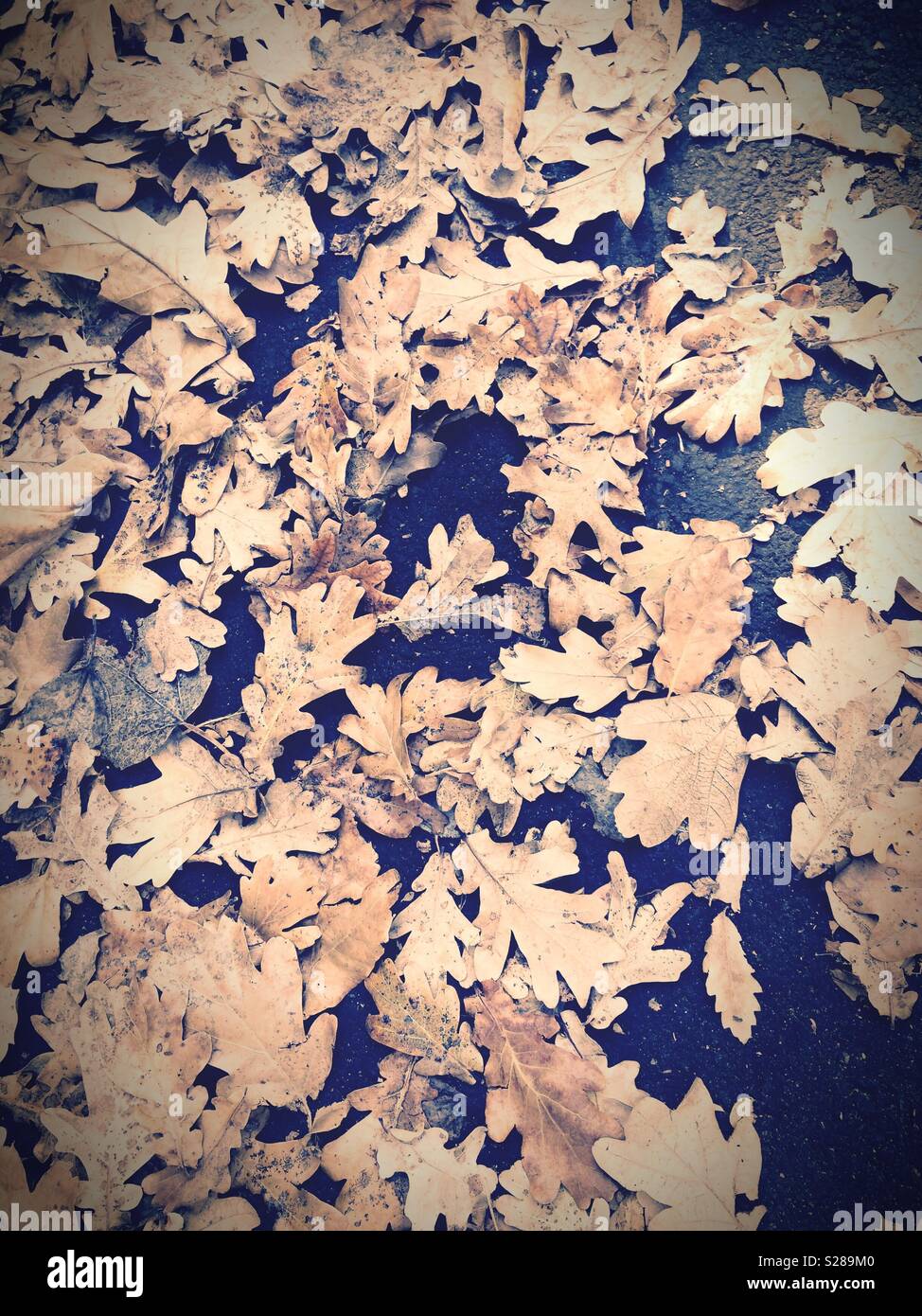 Layer of oak leaves lying on the black tarmac of a pavement or sidewalk. Abstract or wallpaper design - Smartphone Captured Stock Image