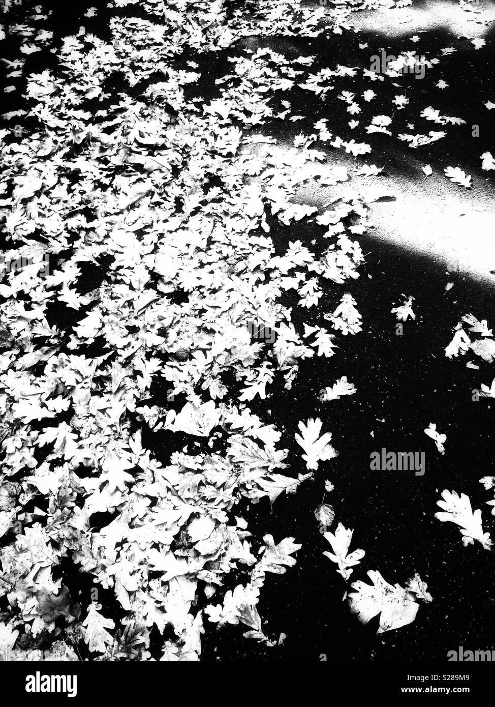Black and white creative and abstract view of carpet of Oak leaves lying on pavement or sidewalk with beam of light crossing it Stock Photo