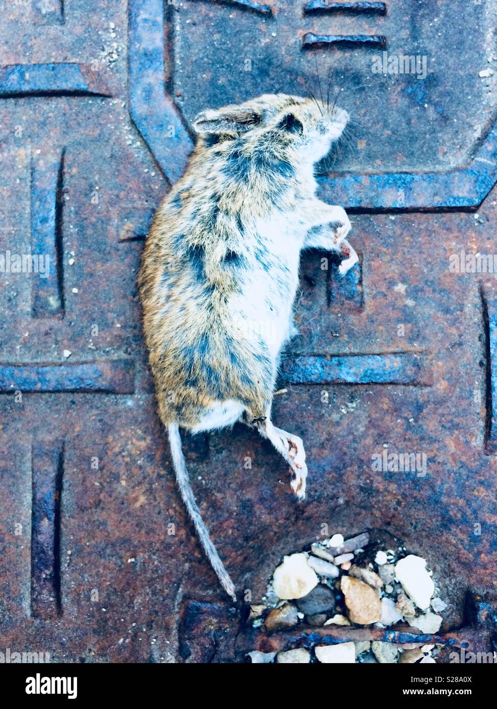 Dead mouse - cat has been hunting - Smartphone Captured Stock Image