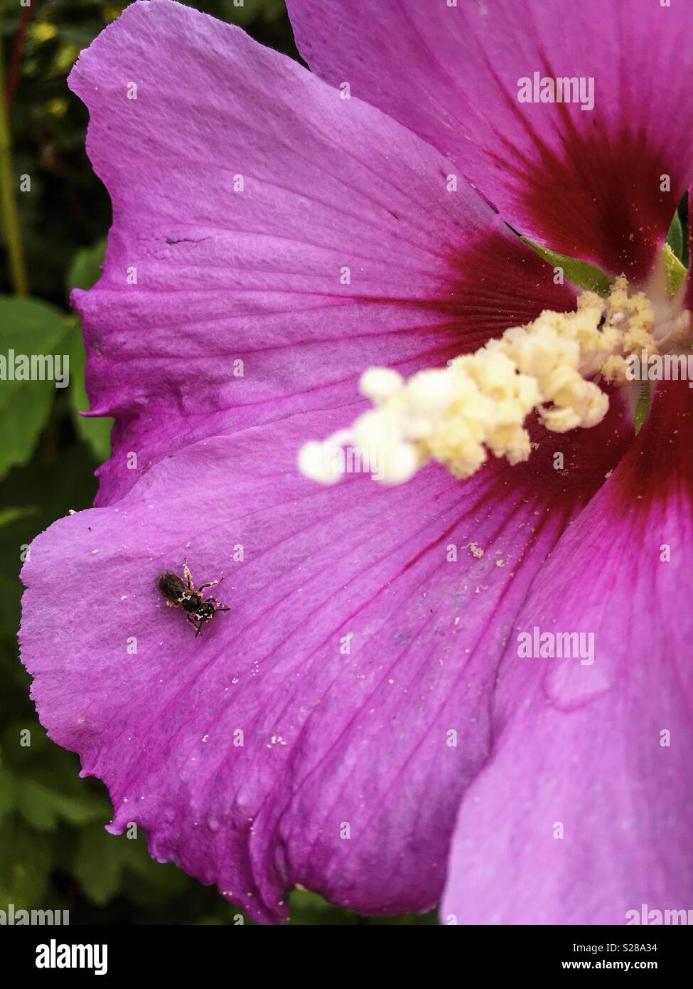 Tiny pollen covered wild bee on purple hibiscus flower Stock Photo