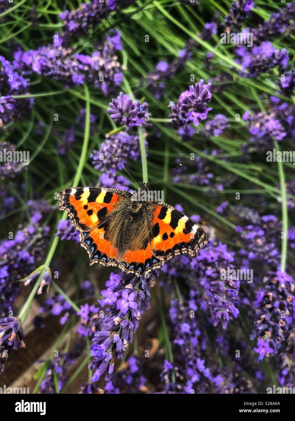 Lavender and butterfly Stock Photo